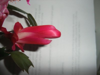 DSCF8327.JPG