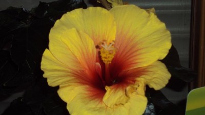 K640_20131113 Hibiskus_1.JPG