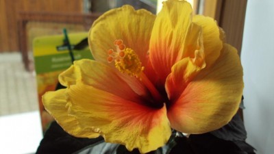 K640_20130929 Hibiskus.JPG