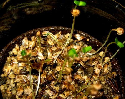 Australische-Strandkiefer Keimlinge.jpg