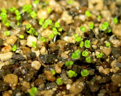 Brasilianisches-Edelweiß Keimlinge.jpg