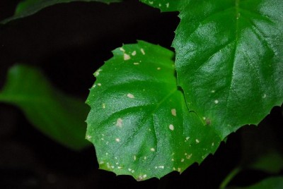 Dermatobotrys 008yy.jpg