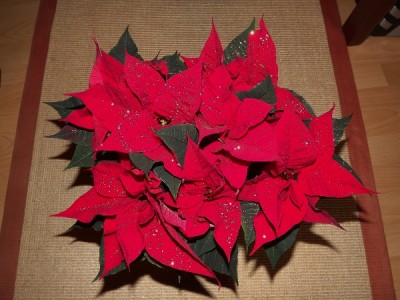 Weihnachten 2012.jpg