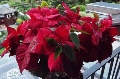 Euphorbia pulcherrima Juni 2013.jpg