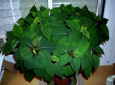 Euphorbia pulcherrima September 2013.jpg