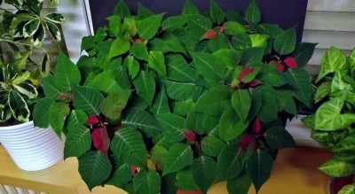 Euphorbia pulcherrima Oktober 2013.jpg