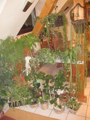IMG_6337.JPG
