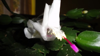 DSC03113.JPG