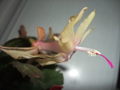DSCF8340.JPG