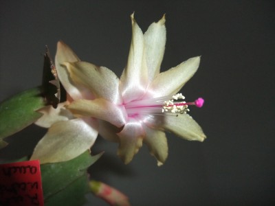 DSCF8343.JPG