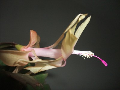 DSCF8344.JPG