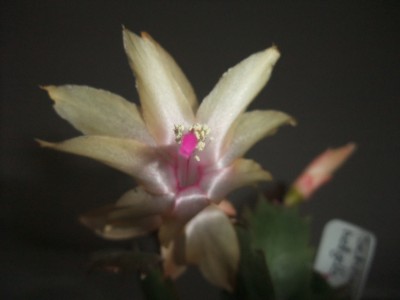 DSCF8345.JPG
