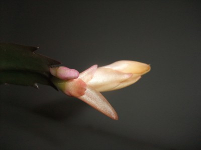 DSCF8347.JPG