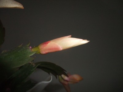 DSCF8349.JPG