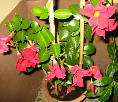 Dipladenie Sundaville Red7.JPG