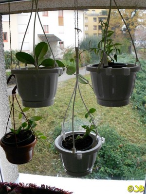 Hoyas Winter 13.11.13(1)k.JPG