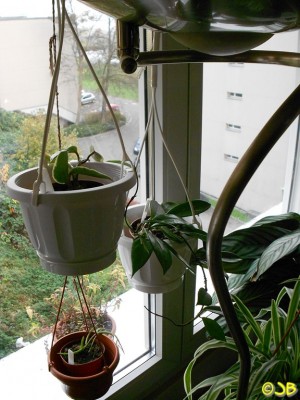 Hoyas Winter 13.11.13(2)k.JPG