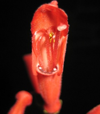 Sinningia Blüte.jpg