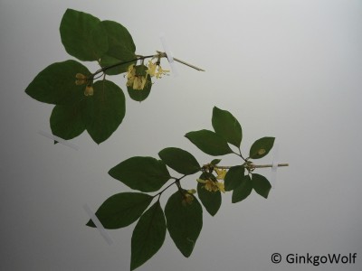 Lonicera (1).JPG