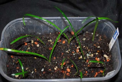 Amaryllis2013 013yy.jpg