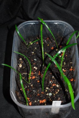 Amaryllis2013 014yy.jpg