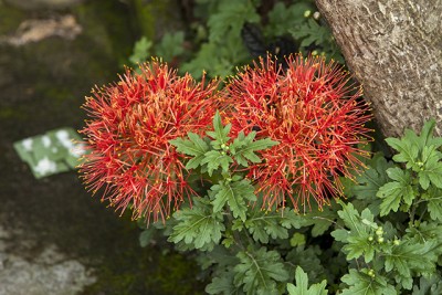 Unbekannte Pflanze Bali 04a.jpg