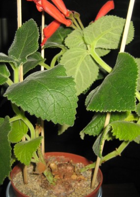 2013 Herbst 4 156.jpg