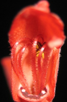 2013 Herbst 4 151.jpg