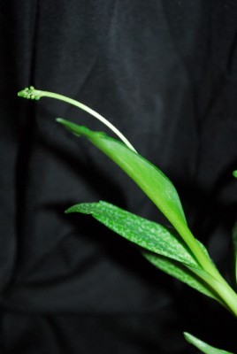 Ledebouria 011yy.jpg