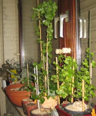 2013 Herbst 4 171.jpg