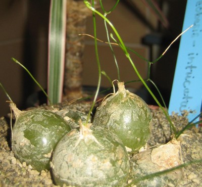 Schizobasis-intricata.jpg