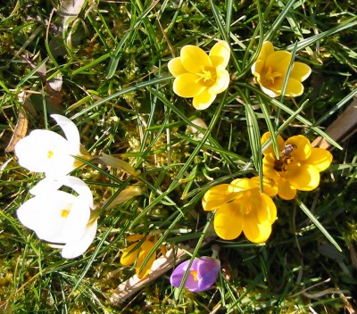 Krokus21.JPG