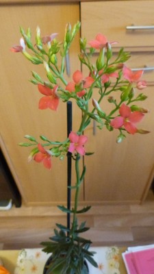 Blüte Kalanchoe Spider.jpg