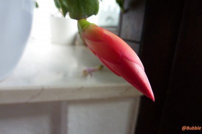 Schlumi Rot  (1).JPG