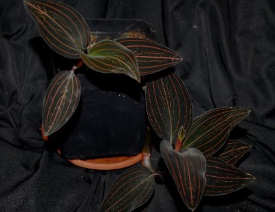 Ludisia 012yy.jpg