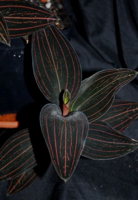 Ludisia 013yy.jpg