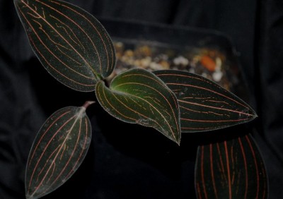 Ludisia 014yy.jpg