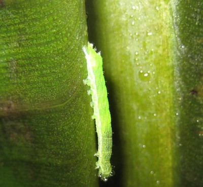 2013 Herbst 4 181.jpg