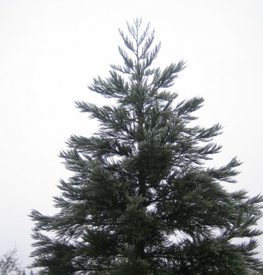 2013 Herbst 4 187.jpg