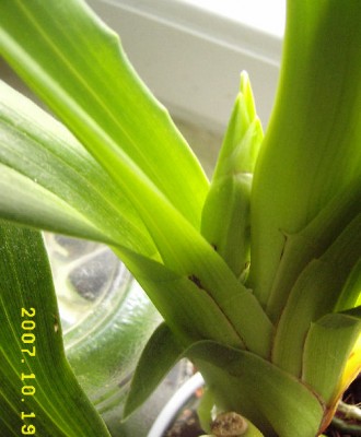 BT-Zygopetalum-2.JPG