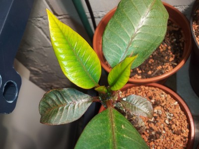20131123_yellow.jpg