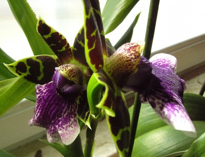 Zygo-2.Blüte.JPG