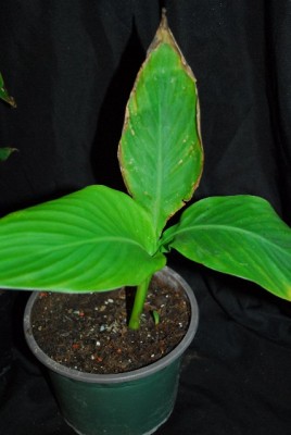 Canna 003yy.jpg