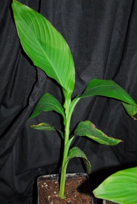 Canna 004yy.jpg
