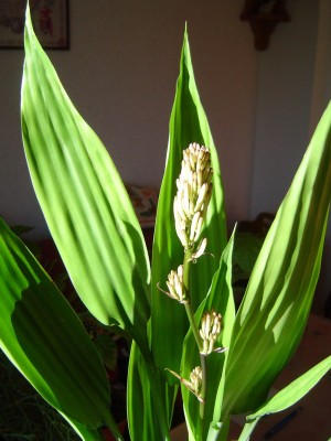 Dracaena aubryata (1).jpg