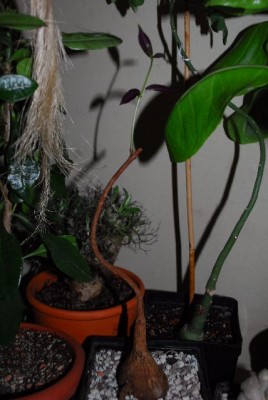 Petopentia 026yy.jpg