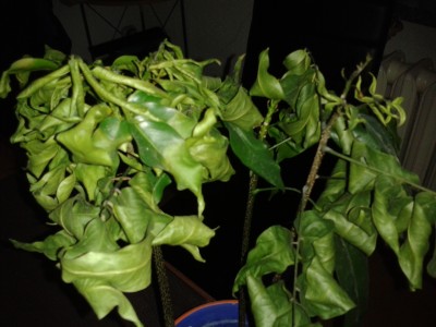 2013-12-03 15.19.49.jpg