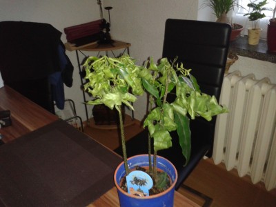 2013-12-03 15.19.35.jpg