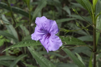 unbekannte Pflanze Bali 6ba.jpg