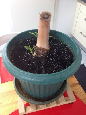 Foto 1.JPG
